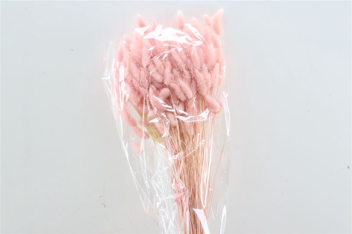 <h4>Dried Lagurus L. Pink Bunch Slv</h4>