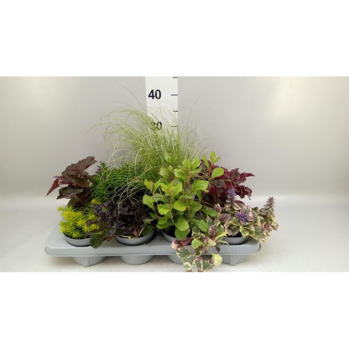 <h4>Vaste pltn en Perkplanten   ...</h4>
