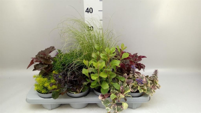 Vaste pltn en Perkplanten   ...