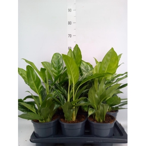 Aglaonema   ...