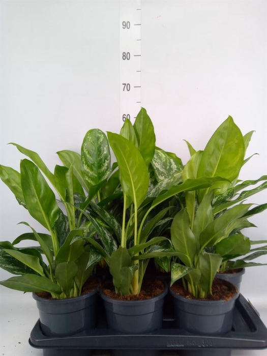 <h4>Aglaonema   ...</h4>