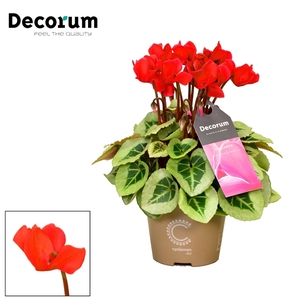 Cyclamen SS Picasso Red Decorum