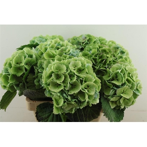 Hydr M. Cl. Lollypop Green 80-15
