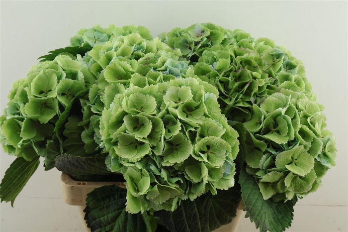 <h4>Hydr M. Cl. Lollypop Green 80-15</h4>