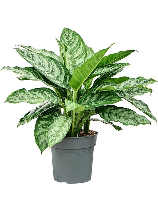 <h4>Aglaonema 'Chantal'</h4>