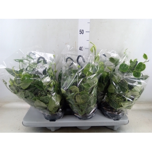 Scindapsus pictus 'Silvery Ann'