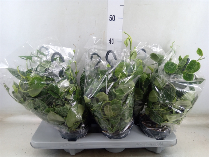 <h4>Scindapsus pictus 'Silvery Ann'</h4>