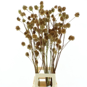 Glycyrrh Yunnanen Zd 7+ Bal