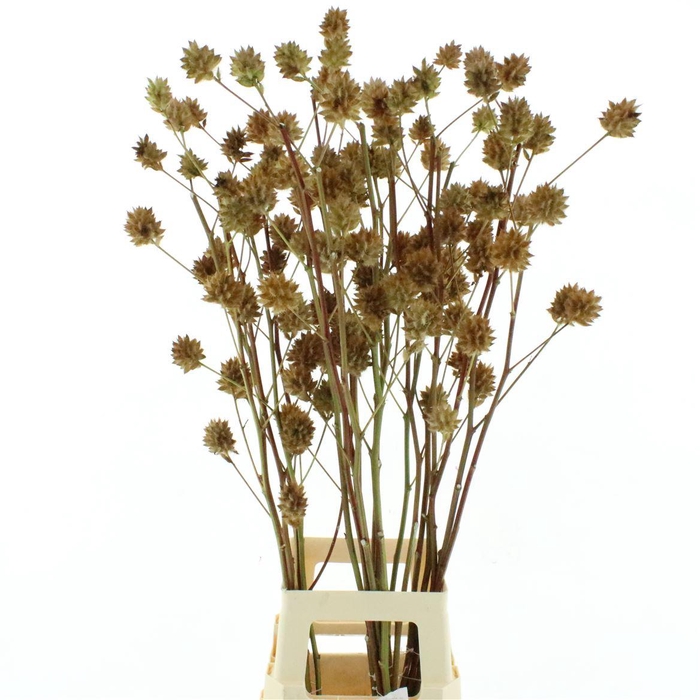 <h4>Glycyrrh Yunnanen Zd 7+ Bal</h4>