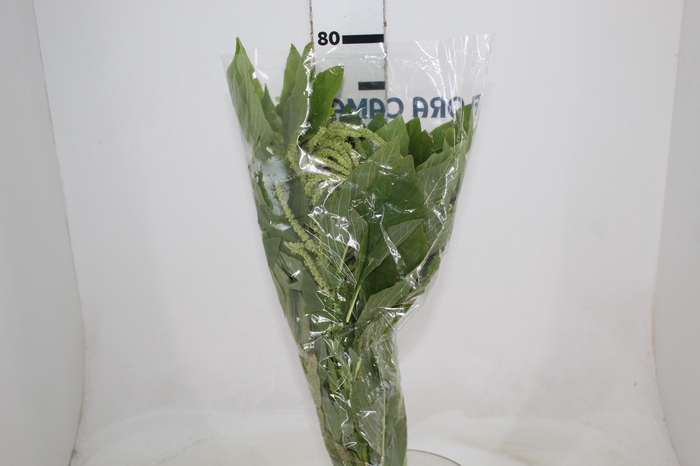 <h4>AMARANTHUS VERDE</h4>