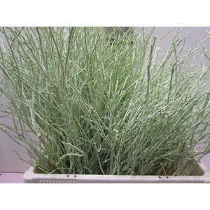 Heidelbeer Licht Groen