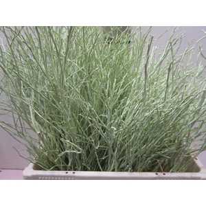 Heidelbeer Licht Groen