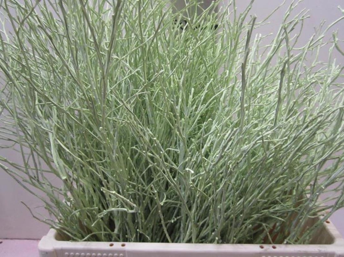 <h4>Heidelbeer Licht Groen</h4>