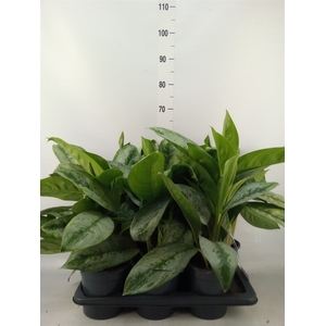 Aglaonema  'Silver Frost'