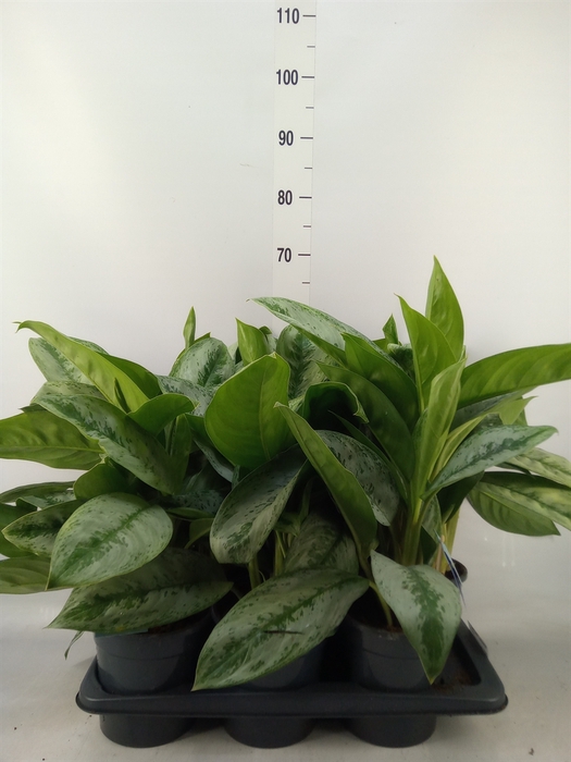 <h4>Aglaonema  'Silver Frost'</h4>