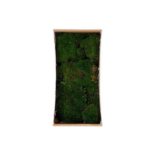Basic Ballmoss Preserved 10 Pcs