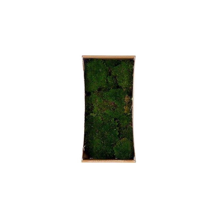 <h4>Basic Ballmoss Preserved 10 Pcs</h4>