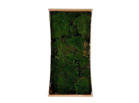 Basic Ballmoss Preserved 10 Pcs