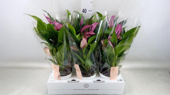 <h4>Anthurium  'Zizou'</h4>