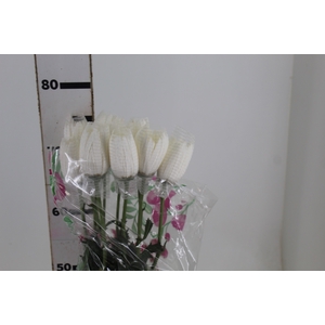 ANASTASIA HERRERA 080 CM BRANCO