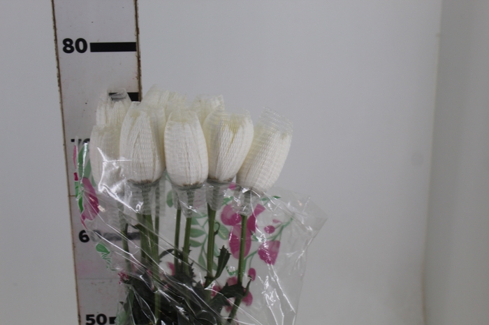 <h4>ANASTASIA HERRERA 080 CM BRANCO</h4>