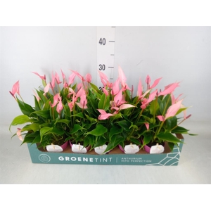 Anthurium andr. 'Lilli'