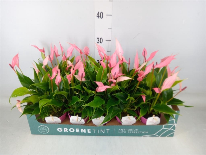 <h4>Anthurium andr. 'Lilli'</h4>