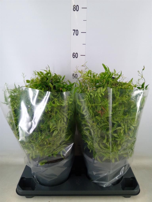 <h4>Jasminum polyanthum</h4>