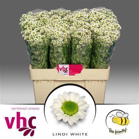 <h4>Chr Madiba Idini White</h4>