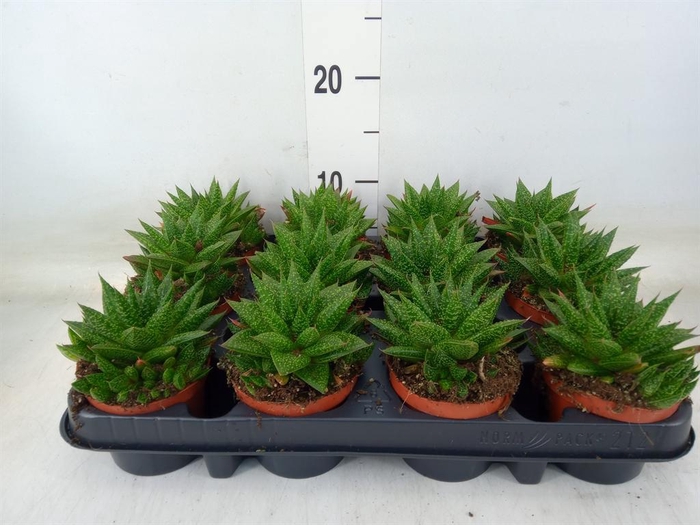<h4>Gasteria  'D Due'</h4>