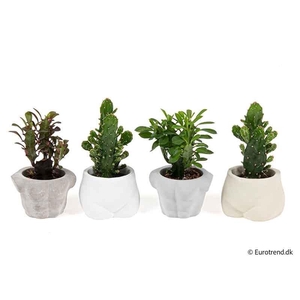 CACTACEAE MIX P6 E 4330