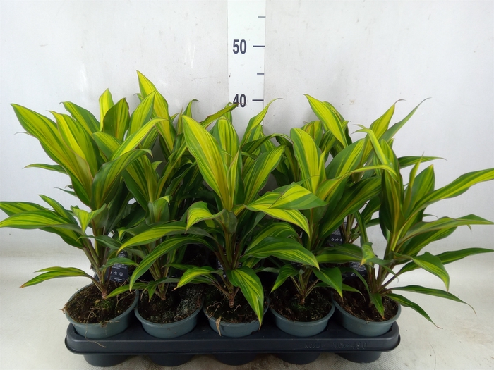 <h4>Cordyline fruti. 'Kiwi'</h4>