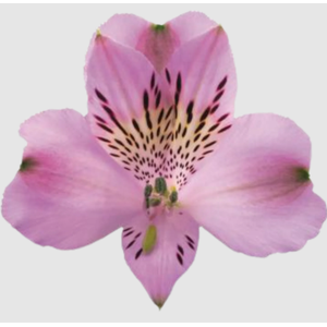ALSTR PURPLE RAIN Much lilac
