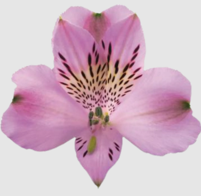 <h4>ALSTR PURPLE RAIN Much lilac</h4>