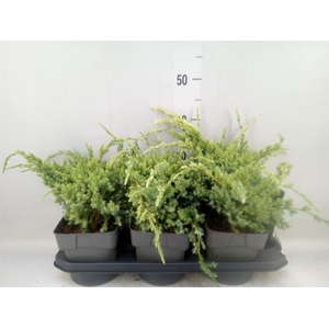 Juniperus squamata 'Holger'
