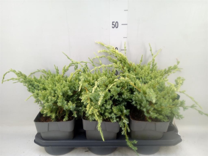 <h4>Juniperus squamata 'Holger'</h4>
