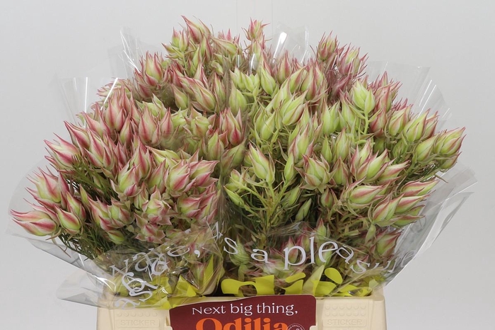 <h4>Blushing Bride Pink 10+ Flowers</h4>