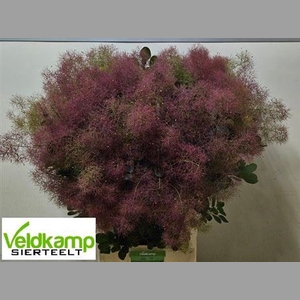 Cotinus C Mag Red Fountain