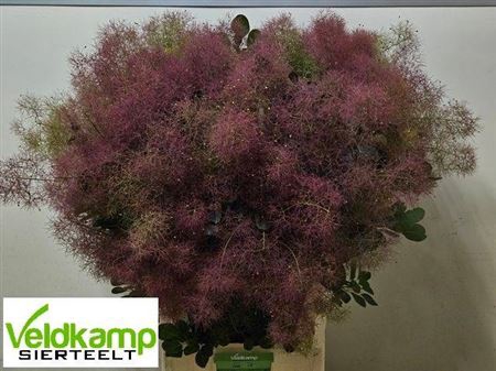 <h4>Cotinus C Mag Red Fountain</h4>