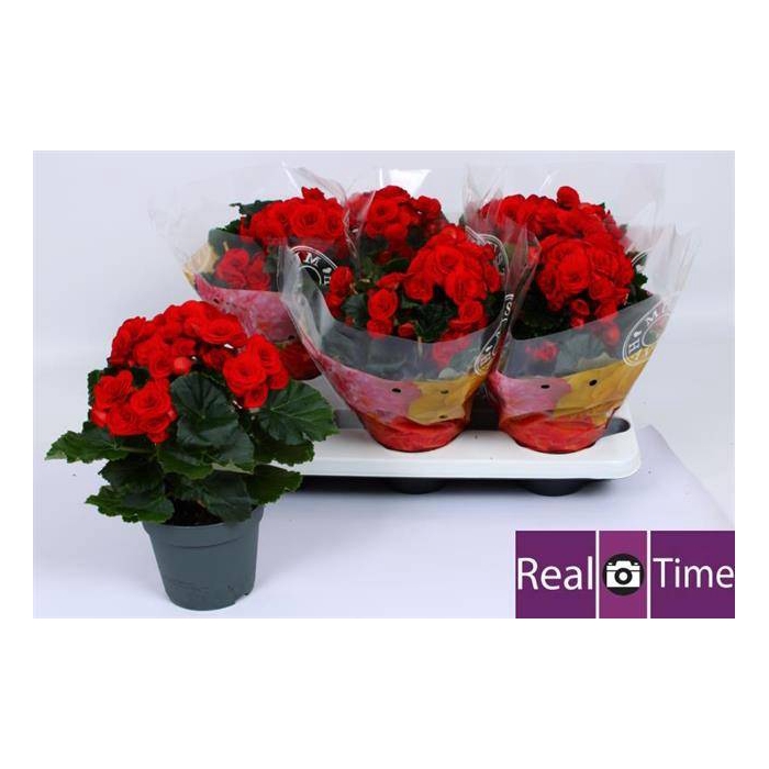 <h4>Begonia Elatior Baladin 14Ø 32cm</h4>