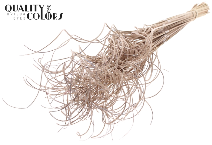 Palm Curly TT 3pc/tuft - 33 tuft/bunch Frosted White