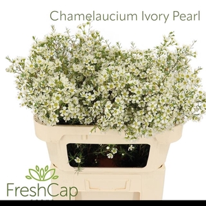 CHAME IVORY PEARL