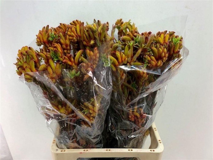 <h4>ANIGOZ BUSH TANGO</h4>