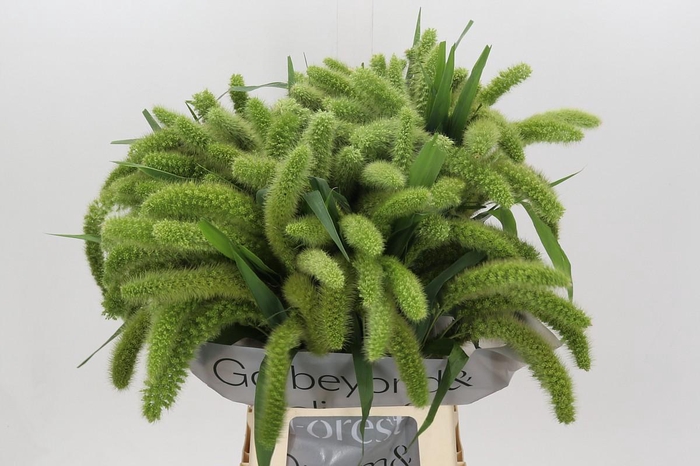 <h4>Setaria Italica Volle Melk</h4>