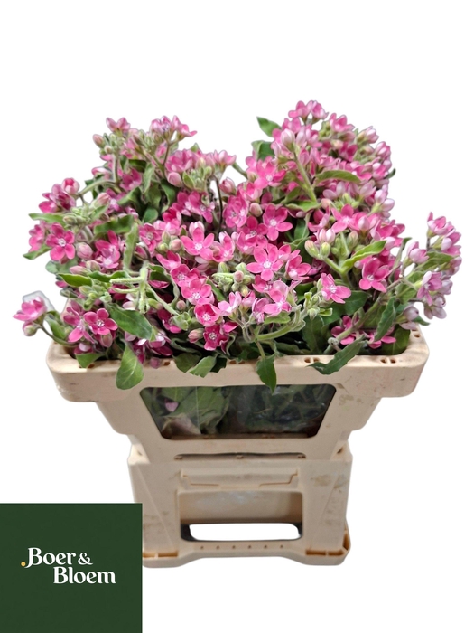 <h4>Oxypetalum Bridal Diana</h4>