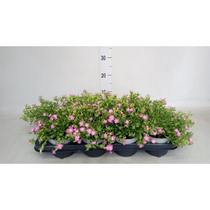 Saponaria  'Bressingham'