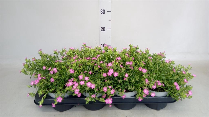 <h4>Saponaria  'Bressingham'</h4>