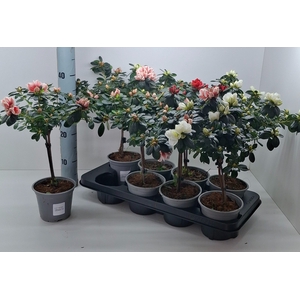 RHODO SI GEM