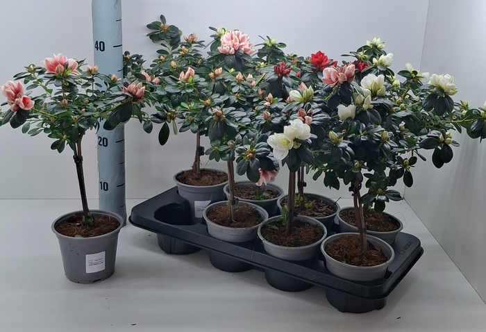 <h4>RHODO SI GEM</h4>