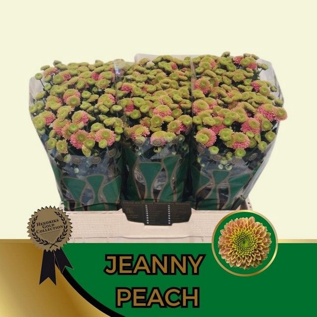 <h4>CHR S AAA JEANNY PEA</h4>